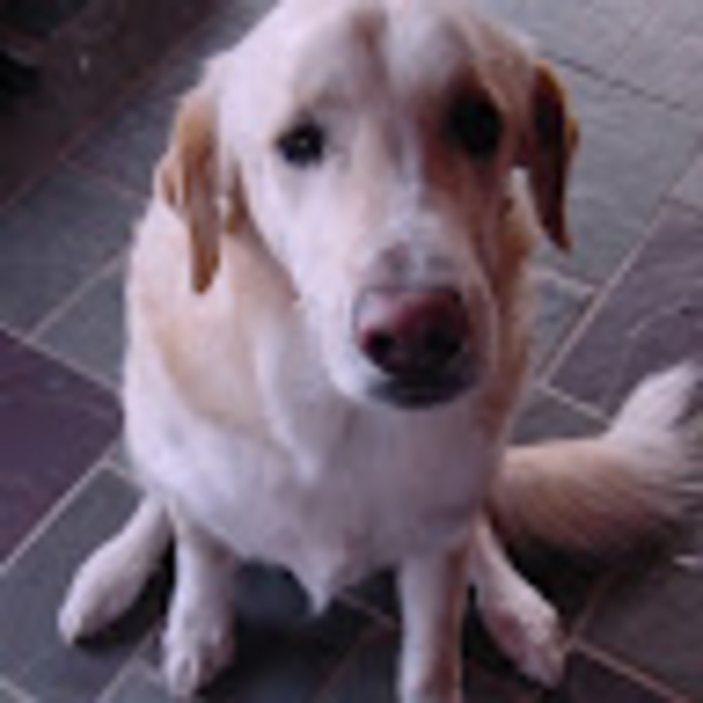 Meet your Posher, George